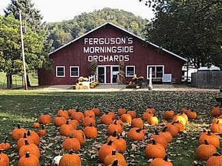 Fergusons Morningside Orchard